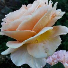 SPYR_album_www_1000px_45__1.jpg