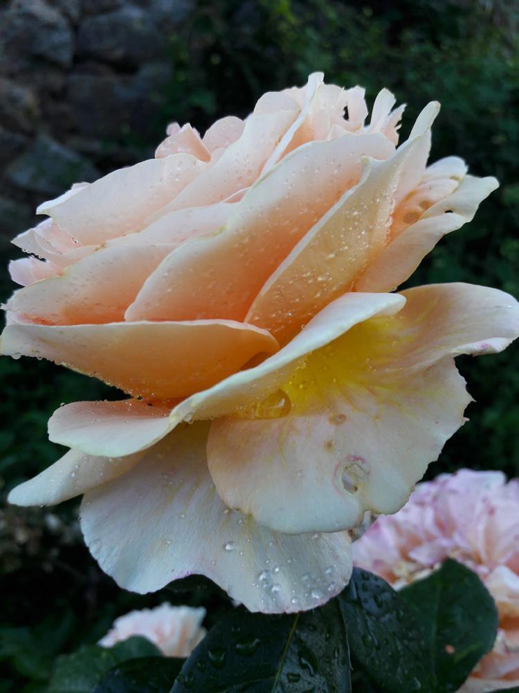 SPYR_album_www_1000px_45__1.jpg